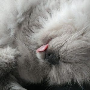 Meet your Posher, Sally